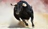 Cat Financial Products: The Cat Becomes the Bull