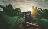 Davidoff's Bold Samba: A First Taste of the New Limited Edition