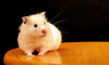 Of Hamsters, Private Jets, and Pets