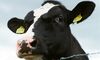 New Zealand Taps SGX to Grow Dairy Derivatives Market